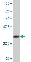 Anti-PASD1 Mouse Monoclonal Antibody [clone: 1C2]