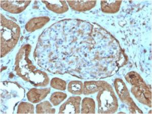 Immunohistochemical analysis of formalin-fixed, paraffin-embedded human kidney tissue using Anti-Laminin gamma 1 Antibody [LAMC1/3162]