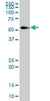 Anti-KNG1 Mouse Polyclonal Antibody