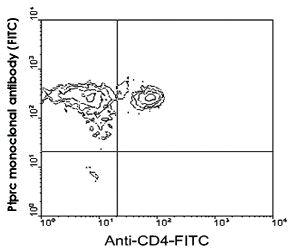 Anti-PTPRC Rat Monoclonal Antibody (Spectral Red®) [clone: I3/2.3]