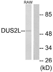 Anti-DUS2L Rabbit Polyclonal Antibody