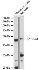 Western blot analysis of extracts of various cell lines, using Anti-24(S)-Hydroxycholesterol Antibody (A307250) at 1:1,000 dilution