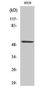 Western blot analysis of HT29 cells using Anti-p53 (phospho Ser15) Antibody