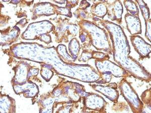 Immunohistochemical analysis of formalin-fixed, paraffin-embedded human placenta using Anti-EGFR Antibody [31G7 + GFR1195]