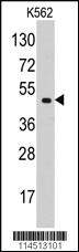 Anti-EIF4A1 Rabbit Polyclonal Antibody