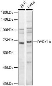 Anti-DYRK1A antibody