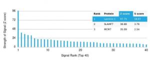 Analysis of protein array containing more than 19000 full-length human proteins using Anti-Laminin gamma 1 Antibody [LAMC1/3162]