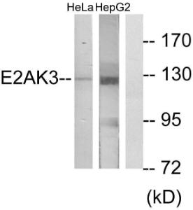 Western blot analysis of lysates from HeLa and HepG2 cells using Anti-E2AK3 Antibody. The right hand lane represents a negative control, where the antibody is blocked by the immunising peptide.