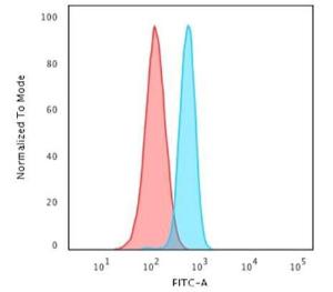 Anti-beta III Spectrin Mouse Monoclonal Antibody [clone: SPTBN2/1582]