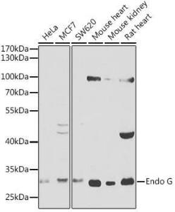 Antibody anti-ENDOG 100 µl