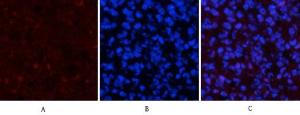 Immunofluorescence analysis of mouse spleen tissue using Anti-p53 (phospho Ser15) Antibody (red) at 1:200 (4°C overnight). Cy3 labelled secondary antibody was used at 1:300 (RT 50min). Panel A: Target. Panel B: DAPI. Panel C: Merge