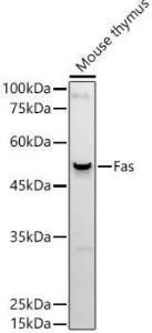 Western blot analysis of extracts of Mouse thymus, using Anti-Fas Antibody [ARC51709] (A305712) at 1:1,000 dilution