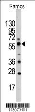 Anti-GOPC Rabbit Polyclonal Antibody