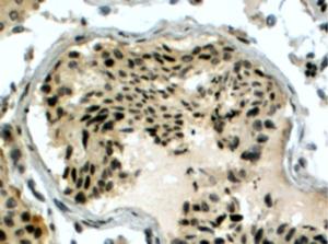 EB05691 (4 µg/ml) staining of paraffin embedded Human Testis. Steamed antigen retrieval with citrate buffer pH 6, HRP-staining.