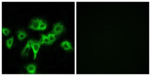 Immunofluorescence analysis of HeLa cells using Anti-CDON Antibody. The right hand panel represents a negative control, where the antibody was pre-incubated with the immunising peptide