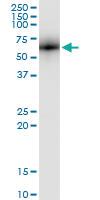 Anti-KNG1 Rabbit Polyclonal Antibody