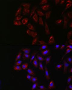 Immunofluorescence analysis of U2OS cells using Anti-Yes1 Antibody (A12663) at a dilution of 1:200 (40X lens). DAPI was used to stain the cell nuclei (blue)