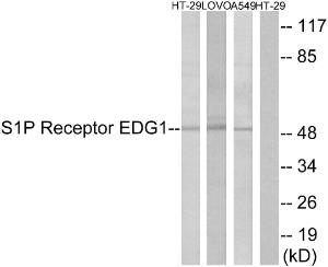 Antibody A94114-100