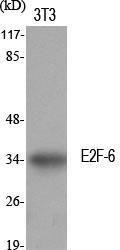 Anti-E2F6 Rabbit Polyclonal Antibody