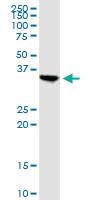 Anti-APOL2 Mouse Polyclonal Antibody