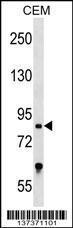 Anti-TCF25 Rabbit Polyclonal Antibody (APC (Allophycocyanin))