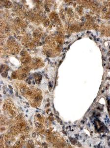 EB10131 (2 µg/ml) staining of paraffin embedded Human Liver. Steamed antigen retrieval with citrate buffer pH 6, HRP-staining.