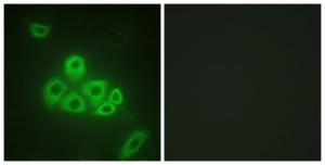 Antibody A94114-100