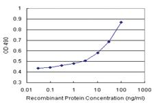 Anti-RAD51 Antibody Pair