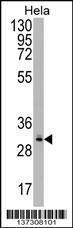 Anti-CRYZL1 Rabbit Polyclonal Antibody (Biotin)