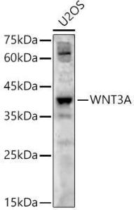 Western blot analysis of U2OS, using Anti-Wnt3a Antibody (A12665) at 1:800 dilution The secondary antibody was Goat Anti-Rabbit IgG H&L Antibody (HRP) at 1:10,000 dilution Lysates/proteins were present at 25 µg per lane