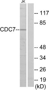 Western blot analysis of lysates from Jurkat cells using Anti-CDC7 Antibody. The right hand lane represents a negative control, where the antibody is blocked by the immunising peptide.