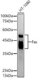 Western blot analysis of extracts of HT-1080 cells, using Anti-Fas Antibody [ARC51709] (A305712) at 1:1,000 dilution