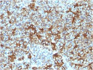 Immunohistochemical analysis of formalin-fixed, paraffin-embedded human pancreas using Anti-beta III Spectrin Antibody [SPTBN2/1583]