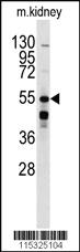 Anti-BAR2 Rabbit Polyclonal Antibody