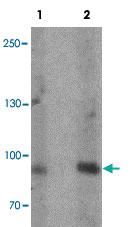 Anti-FCHO2 Rabbit Polyclonal Antibody