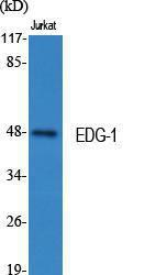 Antibody A94114-100