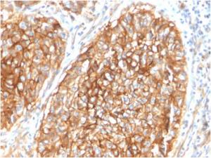 Antibody anti-CD9 CD91619 100 µg