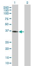 Anti-APOL2 Mouse Polyclonal Antibody