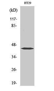 Antibody A94114-100