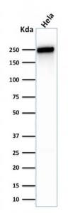 Western blot analysis of human HeLa cell lysate using Anti-beta III Spectrin Antibody [SPTBN2/1583]