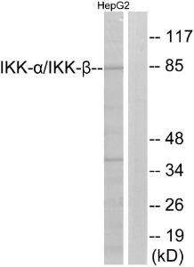 Anti-IKK alpha + beta Rabbit Polyclonal Antibody