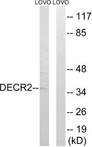 Western blot analysis of lysates from LOVO cells using Anti-DECR2 Antibody. The right hand lane represents a negative control, where the antibody is blocked by the immunising peptide.