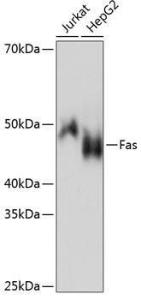 Anti-Fas antibody