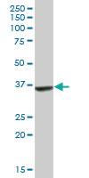 Anti-APOL2 Mouse Polyclonal Antibody