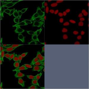 Immunofluorescent analysis of HeLa cells stained with Anti-beta III Spectrin Antibody [SPTBN2/1583] (CF&#174; 488) (Green) Nuclear counterstain is RedDot