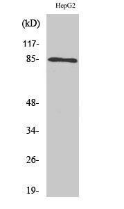 Anti-IKK alpha + beta Rabbit Polyclonal Antibody