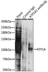 Anti-Sodium Potassium ATPase antibody