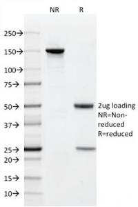 Antibody anti-CD9 CD91619 100 µg