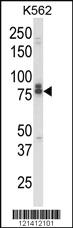 Anti-IL18RAP Rabbit Polyclonal Antibody