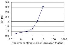 Anti-RAD51 Polyclonal Antibody Pair